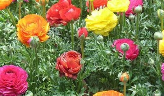 春节牡丹花的种植方法及养护（打造绚丽花海）