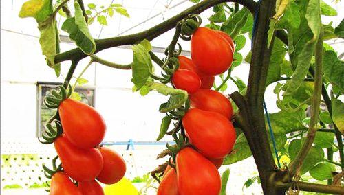 西红柿如何种植产量高（西红柿高产栽培技巧）