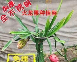 火龙果种植盆栽的方法（从选购到日常护理）