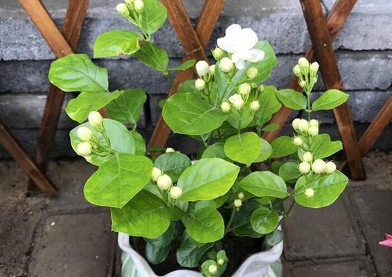 茉莉花应该怎么养（茉莉花的栽培技术）