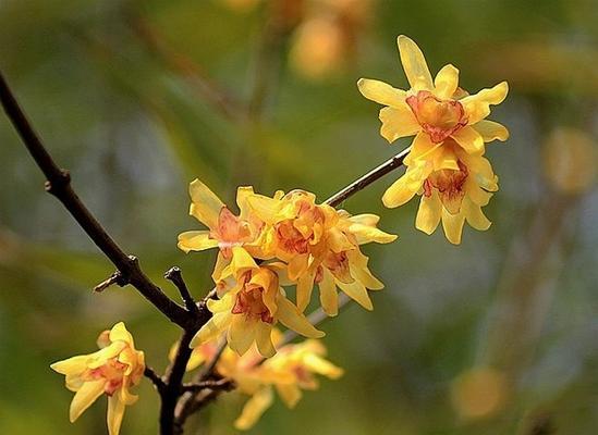 腊梅是什么季节开的（有关腊梅花开花季节）