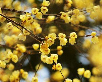 腊梅是什么季节开的（有关腊梅花开花季节）