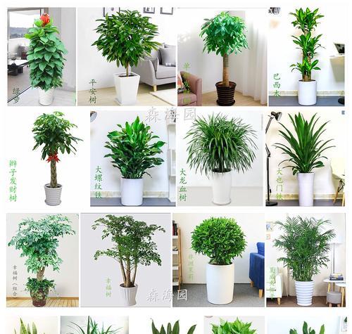 室内绿化植物品种有哪些（常见的绿化植物介绍）