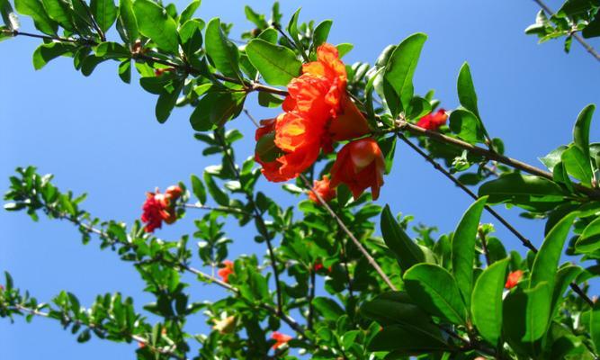 石榴花几月开放（石榴花开放的时间）