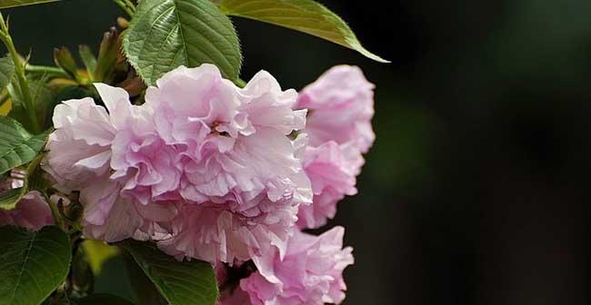 常见樱花品种有哪些（代表性的樱花品种）