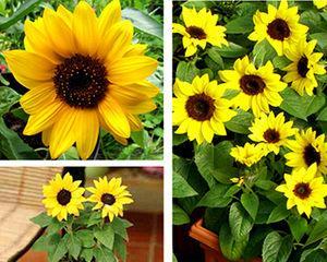 太阳花怎样种植和养护（太阳花的养殖方法讲解）