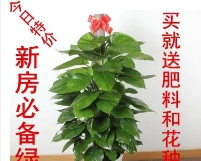 大型绿植有哪些（适合客厅养的大型绿植推荐）