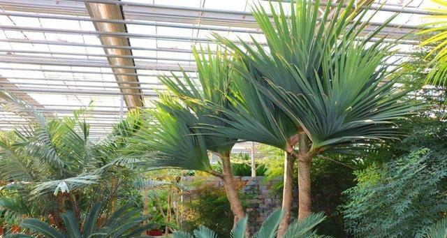 棕榈树适合种在哪里产量高（浅谈棕榈树的养殖方法）
