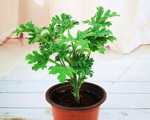 驱蚊草的植物有哪几种（驱蚊草的品种图片）