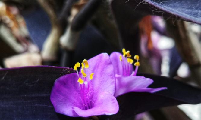 紫竹梅的寓意和象征是什么（有关紫竹梅的寓意和花语）