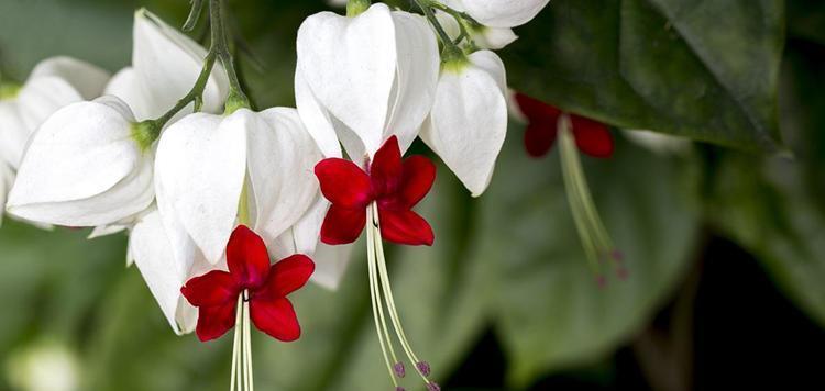 花卉龙吐珠怎么养殖（详解龙吐珠花的养护要点）