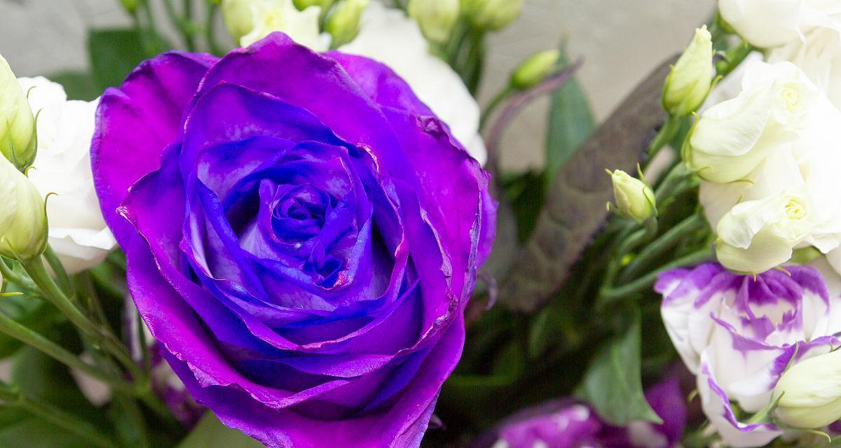 紫色玫瑰品种（探索紫色玫瑰的魅力与特点）