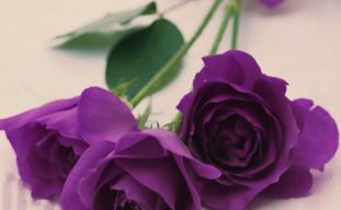 紫色玫瑰品种（探索紫色玫瑰的魅力与特点）