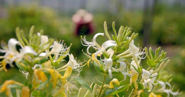 金银花花期多长时间（有关金银花的养殖注意事项）