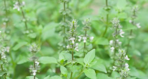 荆芥种子怎么种才发芽快（荆芥种植技术与管理）