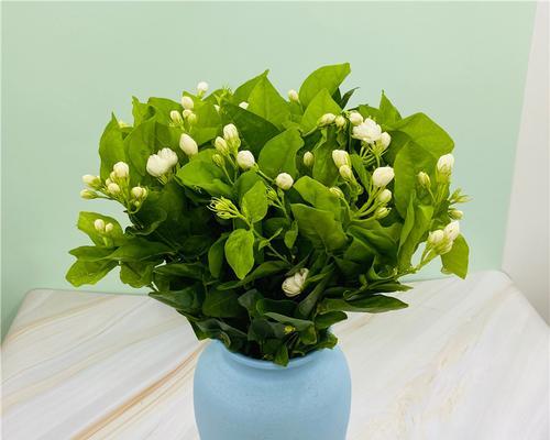 水培茉莉花养殖方法与技巧（简单易行的水培茉莉花养殖指南）