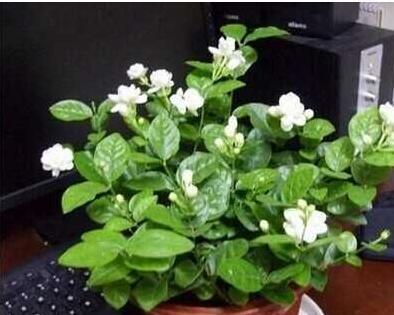 水培茉莉花养殖方法与技巧（简单易行的水培茉莉花养殖指南）