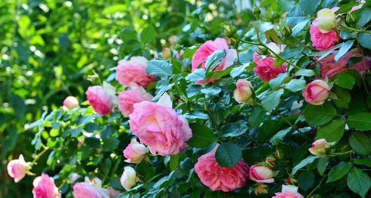 蔷薇花的养殖方法有哪些（蔷薇花养护与管理方法）