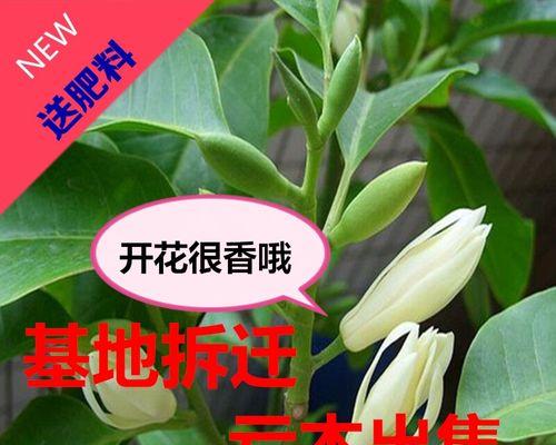 白兰花盆栽怎么养才对（白兰花养殖方法与技巧）