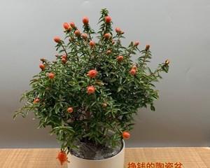 盆栽石榴树用什么土（盆栽石榴树的种植方法和注意事项）