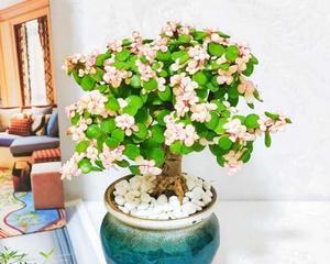 金枝玉叶花卉怎么养殖（金枝玉叶养护注意事项）