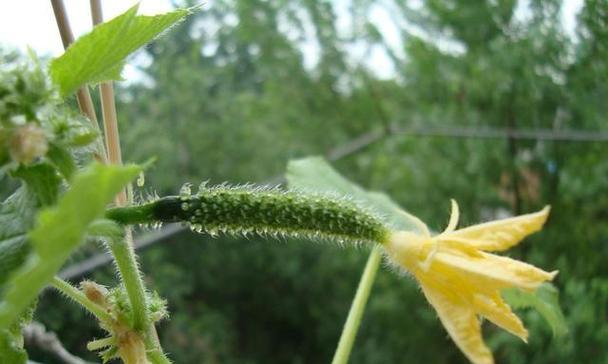 水果黄瓜怎么种植（黄瓜种植时间和方法）