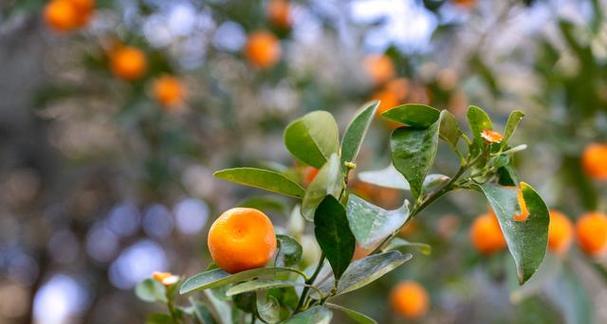 柑橘如何种植（柑橘的种植方法和管理技术）