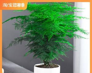 室内种什么盆栽植物（室内绿植排名前十名）