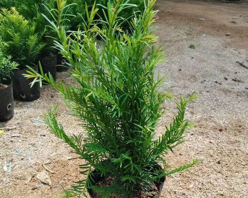 红豆杉怎样养护和种植（红豆杉的养护与管理）