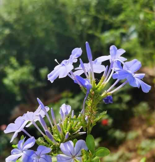 蓝花丹的养殖方法和技术（种植蓝花丹的注意事项）