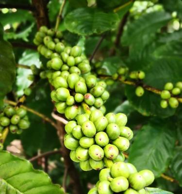 咖啡豆种植条件有哪些（咖啡树的种植方法和技术）
