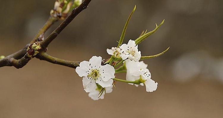 梨花几月开的最盛（关于梨花花期简介）