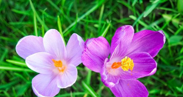 10月份开的花有哪些（代表十月的花朵大全）