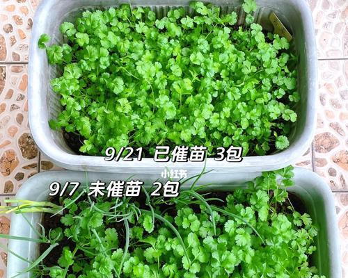 香菜怎么种植容易发芽（栽培香菜的注意事项）