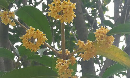 桂花树室外怎么种植（桂花树的种植方法和管理）