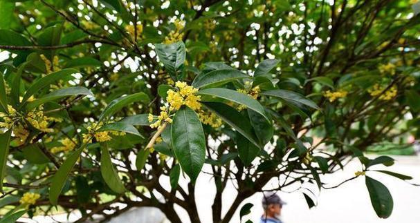 桂花树室外怎么种植（桂花树的种植方法和管理）