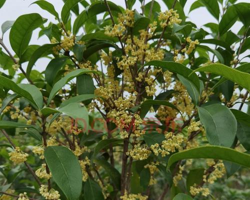 桂花树室外怎么种植（桂花树的种植方法和管理）