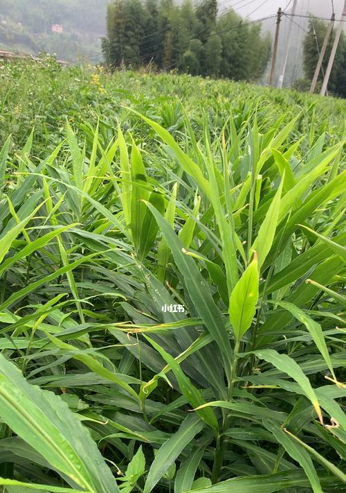 生姜怎样种植才能高产（种植生姜的方法和步骤）