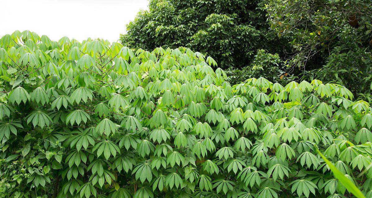 木薯怎样种植技术（木薯种植技术与管理）