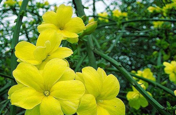 迎春花几月开花哪个季节（迎春花的花期时间）