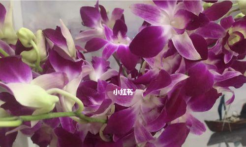 五彩斑斓的洋兰花语（揭示不同颜色洋兰的寓意与情感）