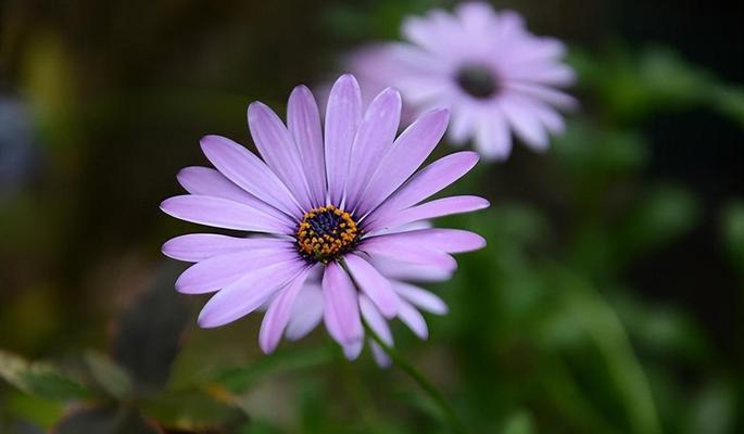 雏菊的花语和寓意（以不同颜色雏菊解读花语）