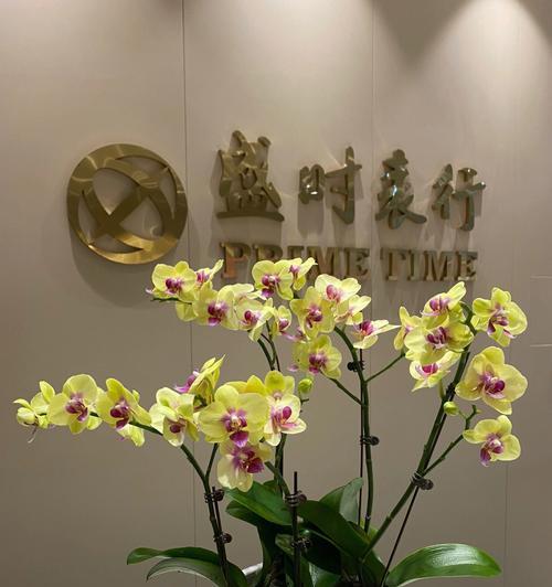 五彩斑斓的蝴蝶兰花语（以不同颜色蝴蝶兰传递的美丽寓意）