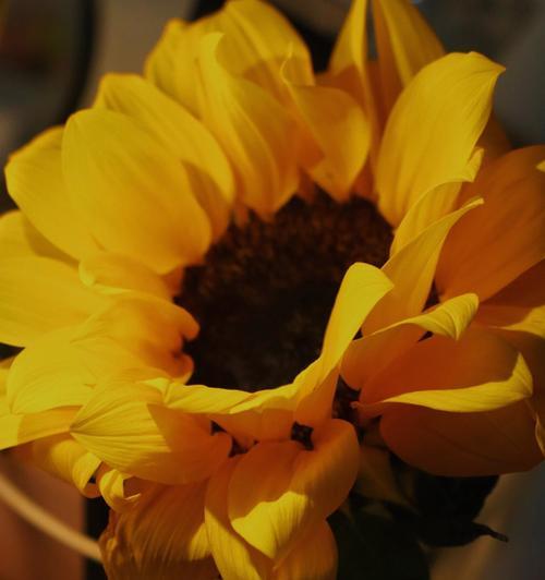 探索不同颜色太阳花的花语（以太阳花为媒介）
