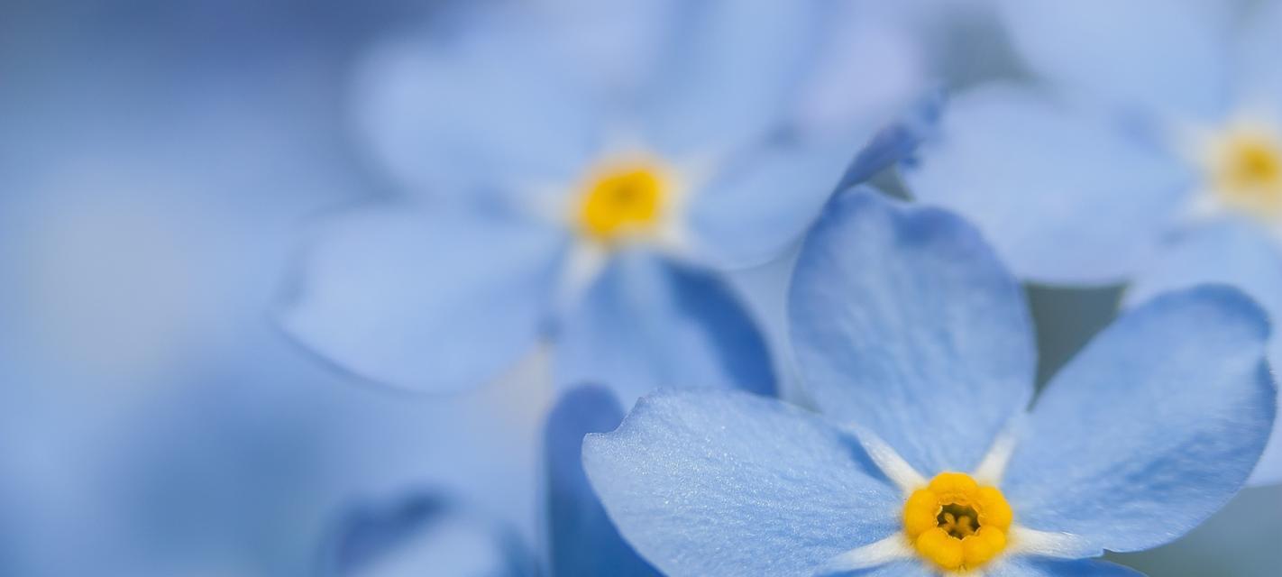 勿忘我花语（不同颜色勿忘我的花语与意义）