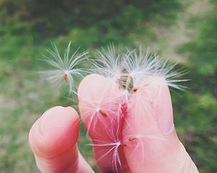 花开相思，情深苦恋（探寻代表苦恋的花朵）