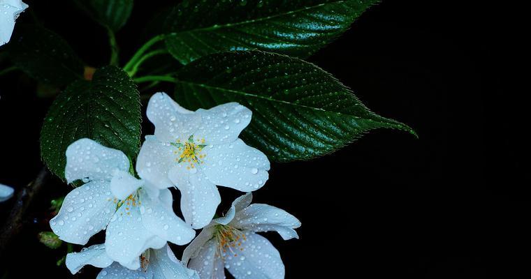 代表老师的植物——教育者的绿色使者（探寻老师的象征植物）
