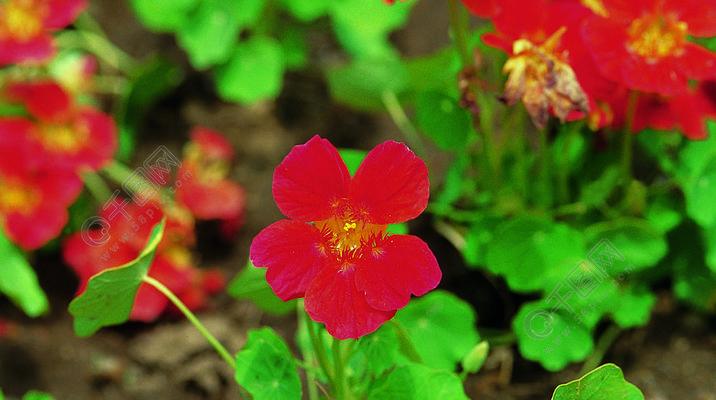 四季花开，岁月绽放（以花为线索）