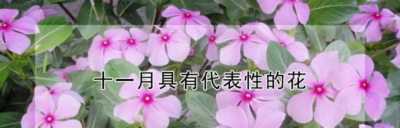 四季花开，岁月绽放（以花为线索）