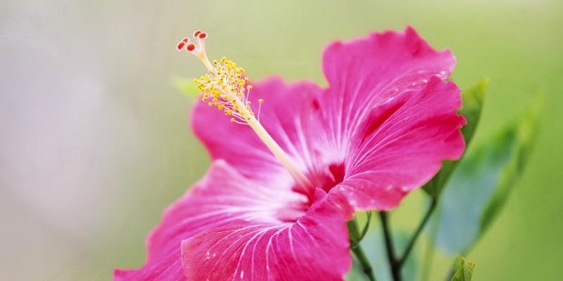 夏日花海——盛夏时节的花卉之美（探寻夏日热情中绽放的花朵）